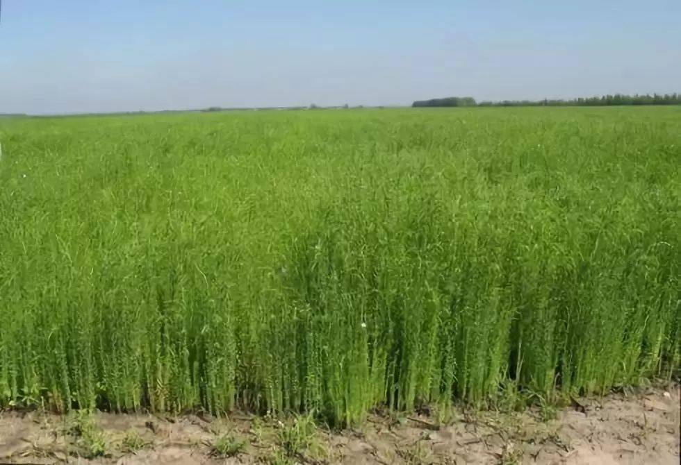  p>宁亚15号是一种 a target="_blank" href="/item/亚麻属/1007813"