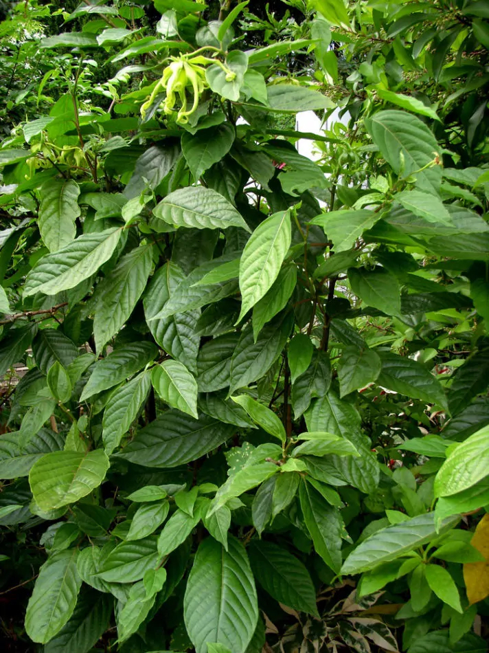 依兰（番荔枝科依兰属植物）_百度百科