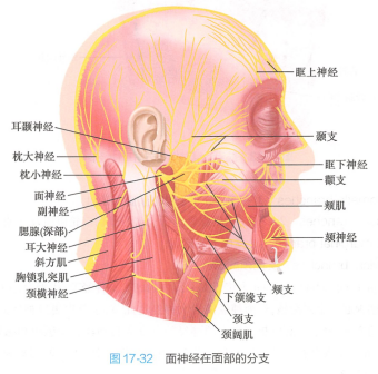 <p>面神经在面部的分支