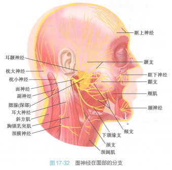  Facial nerve branches in the face