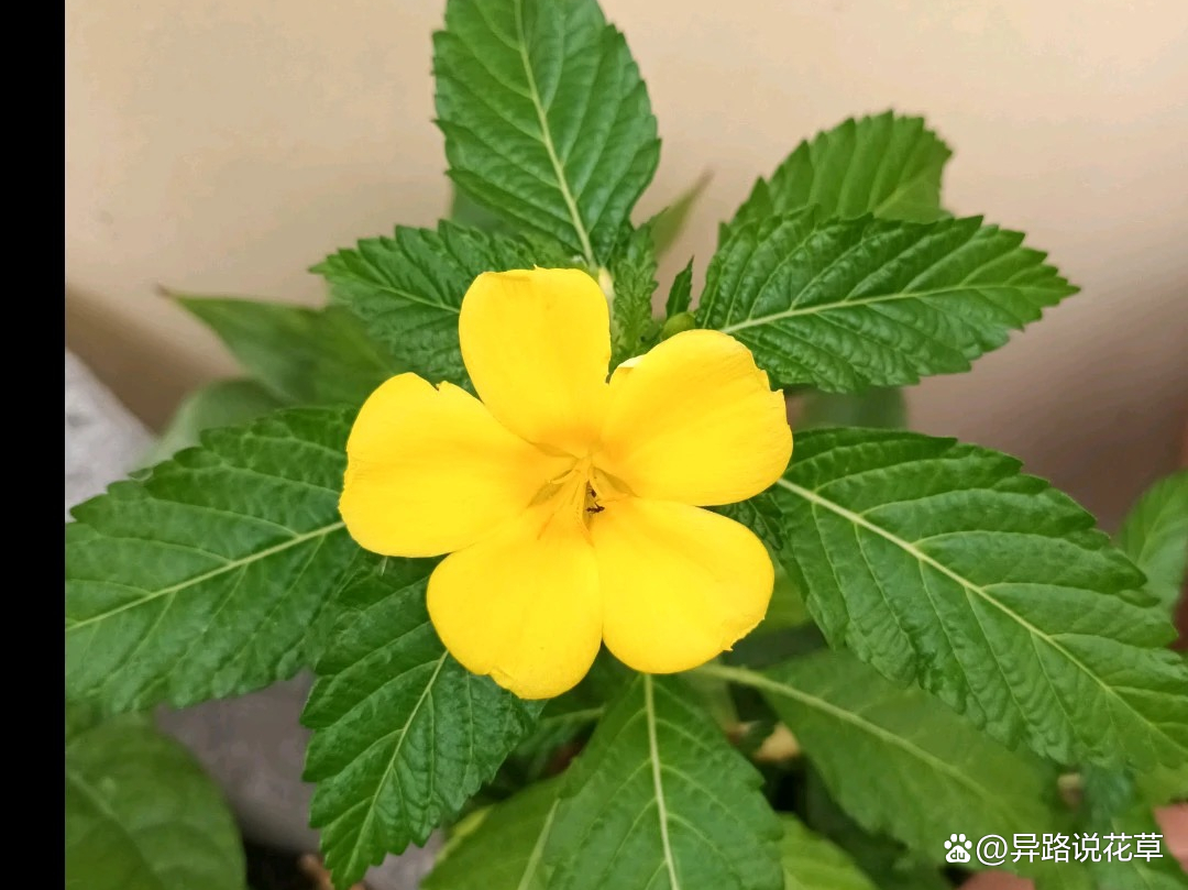 时钟花：会开放又会休息的高贵规律之花，有“爱在你身边”的寓意_百科TA说
