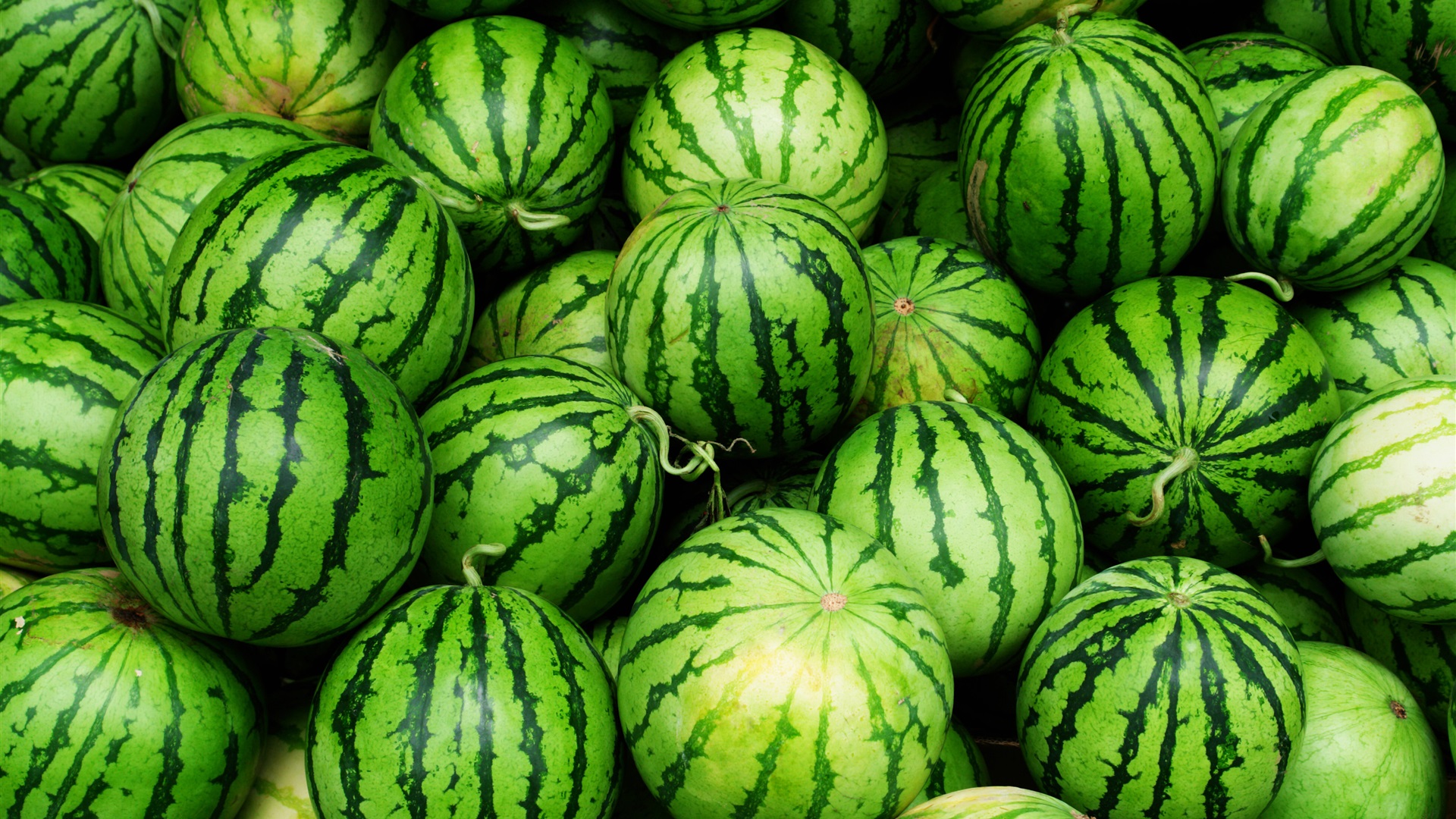  p>红花蜜是 a target="_blank" href="/item/西瓜属/3326647" data