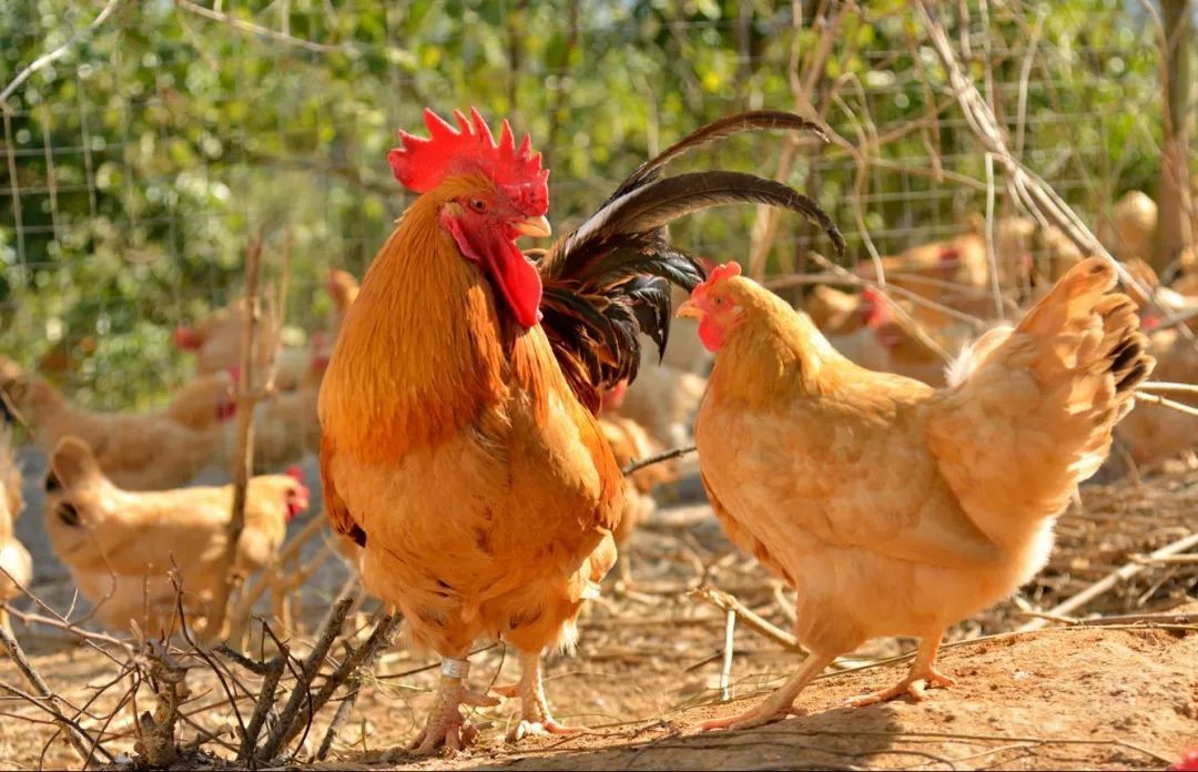  p>这种鸡脚短,颈短,头园,身肥,羽毛和皮肤,白色均呈鲜黄色,每只重约2