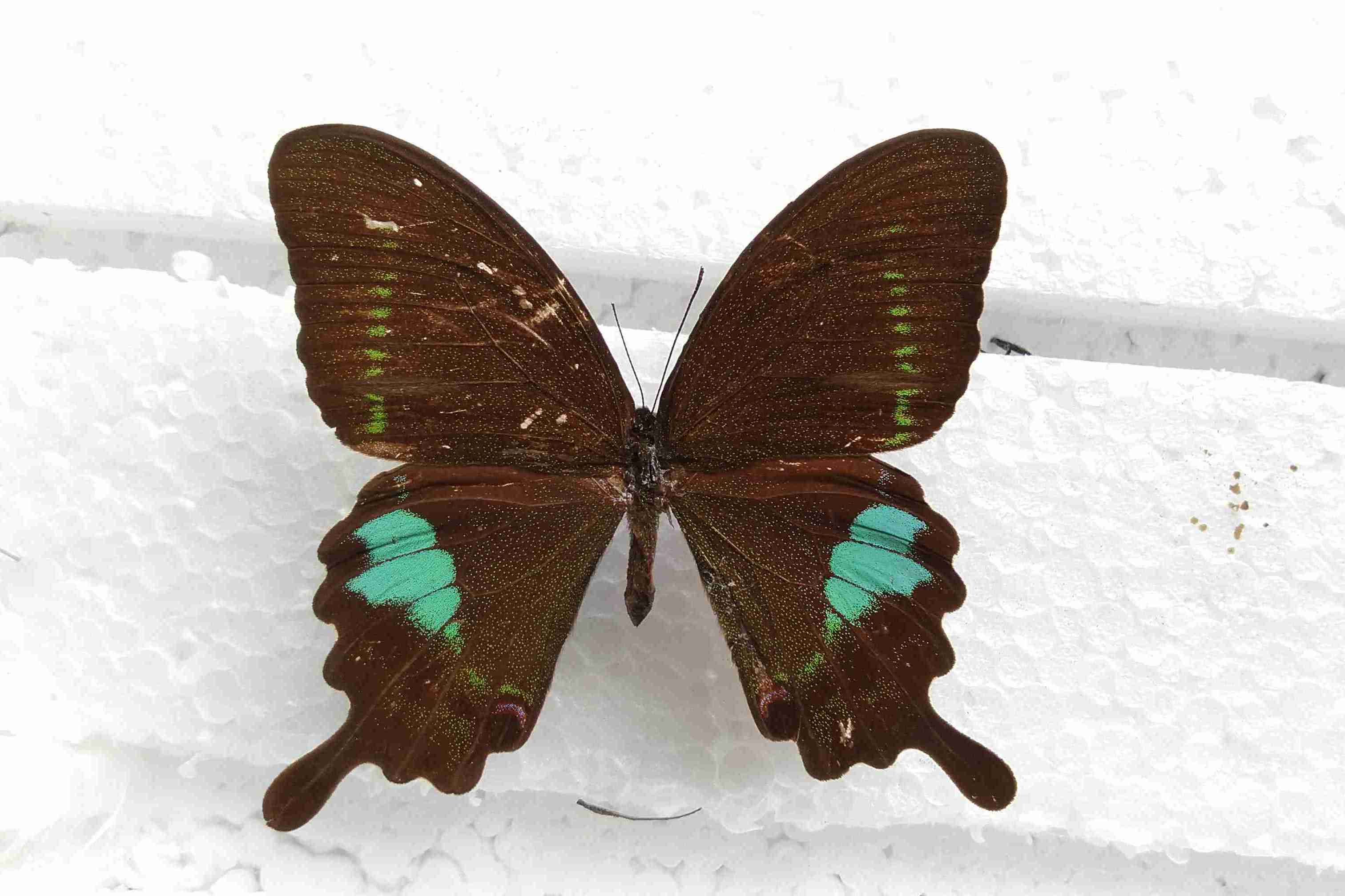 i>),又名台湾 a target="_blank" href="/item/琉璃翠凤蝶/12816720"