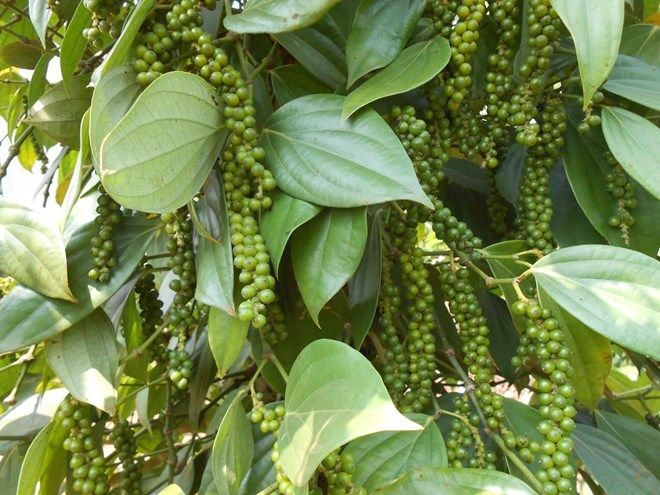 胡椒（胡椒科胡椒属植物）_百度百科