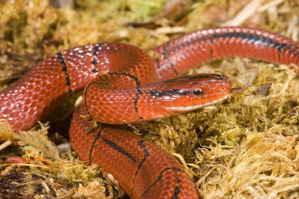 紫灰锦蛇指名亚种