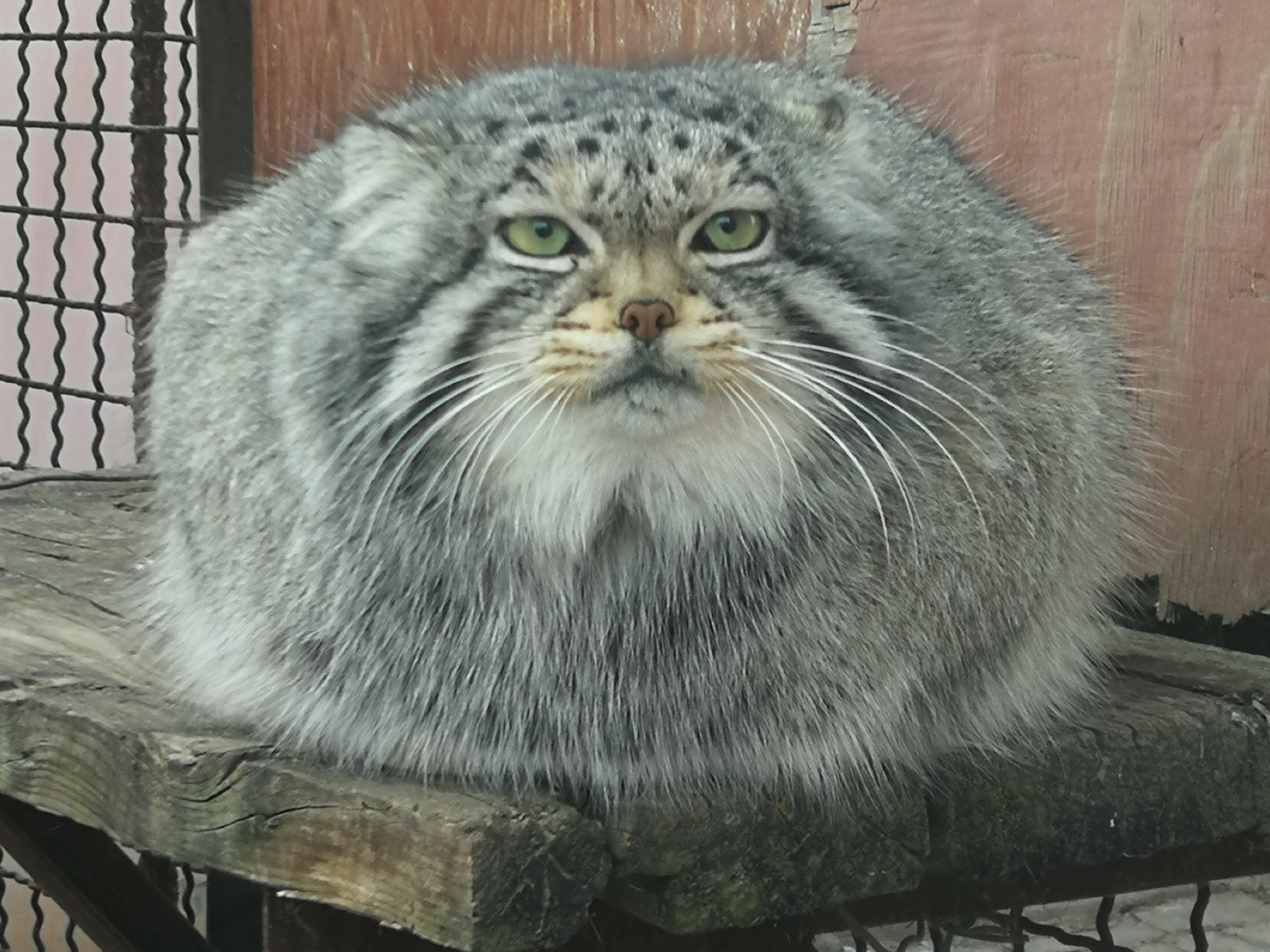 ophmkau">兔狲(学名: i>otocolobus manul /i>):是猫科,兔狲属的动物