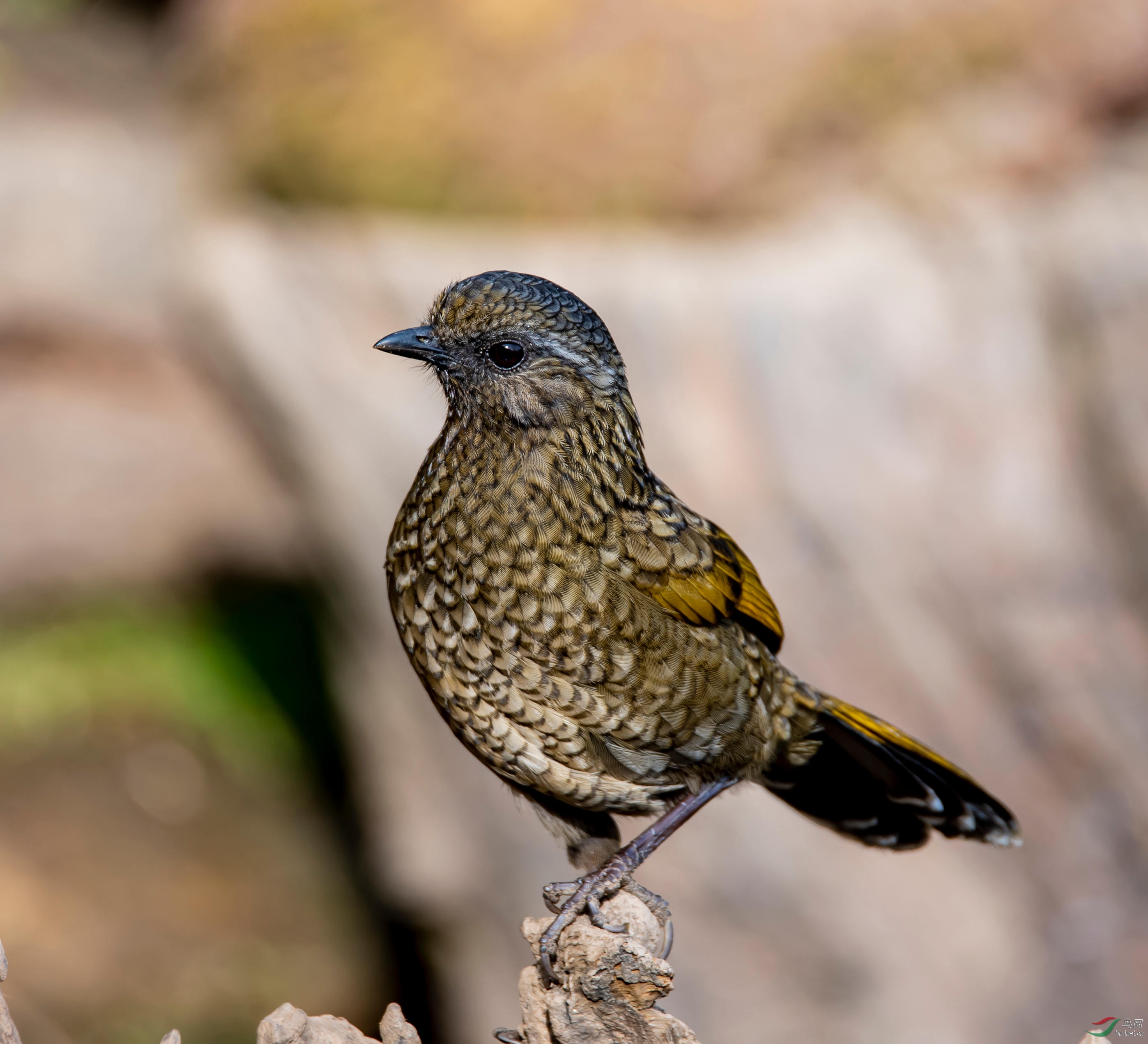 纯色噪鹛指名亚种