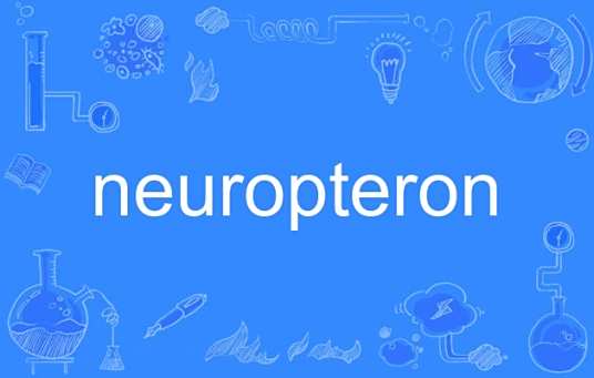 neuropteron_百度百科