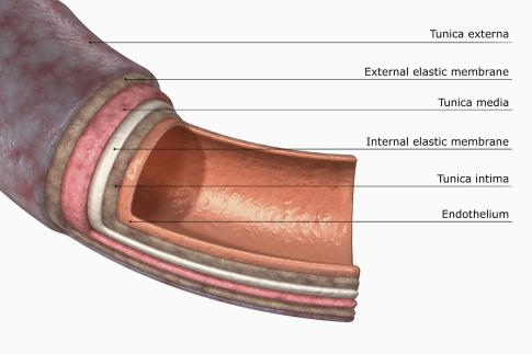 动脉管壁