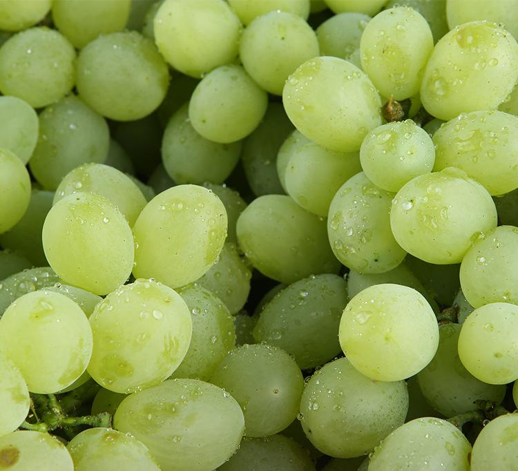 ">青提葡萄又名 a target="_blank" href="/item/无核白鸡心/9295941"