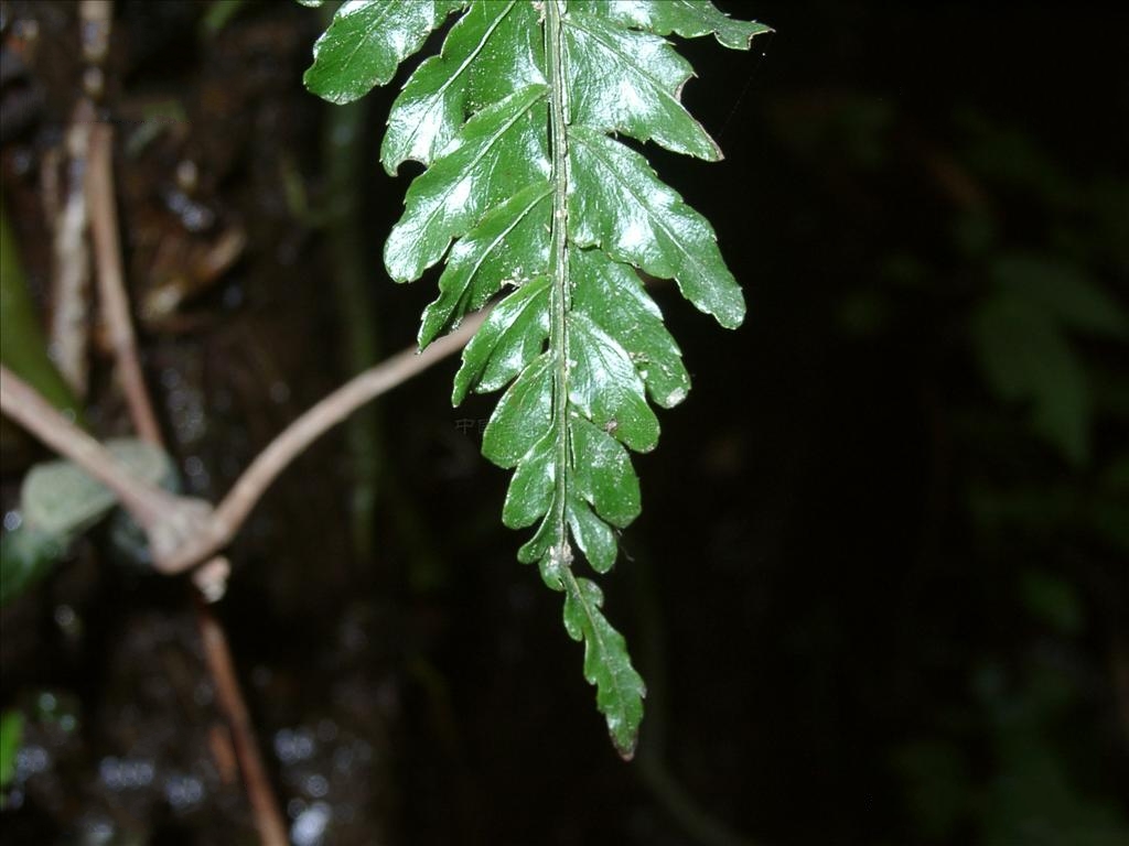 是实蕨科,刺蕨属土生 a target="_blank" href="/item/蕨类/7638032"