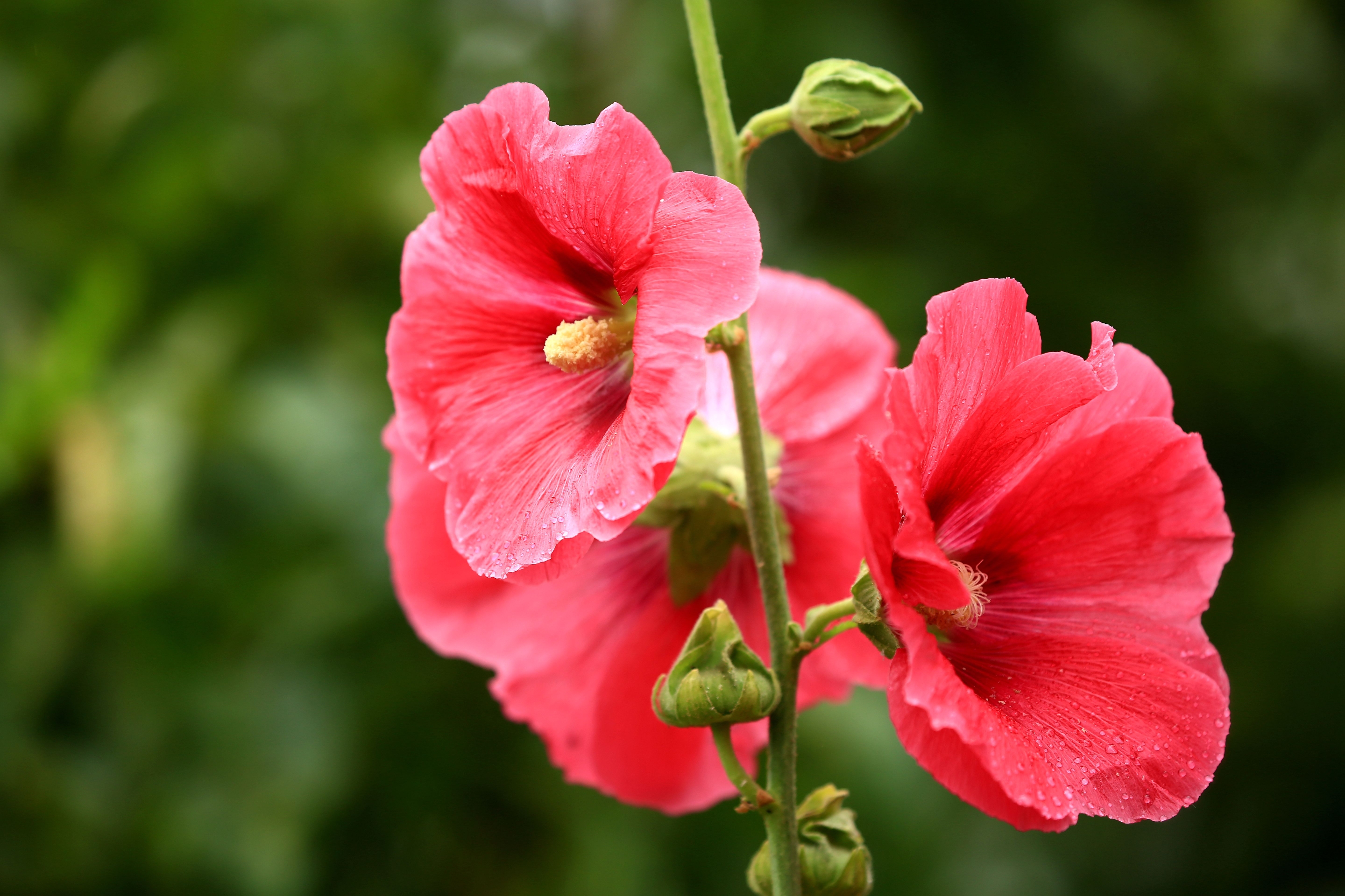  p data-id="tzpmjgolzj3w">蜀葵( i>alcea rosea /i> l.