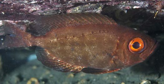 短尾大眼鲷