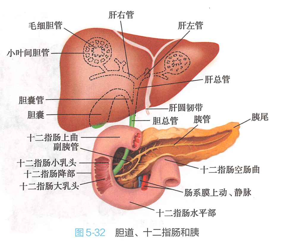 十二指肠