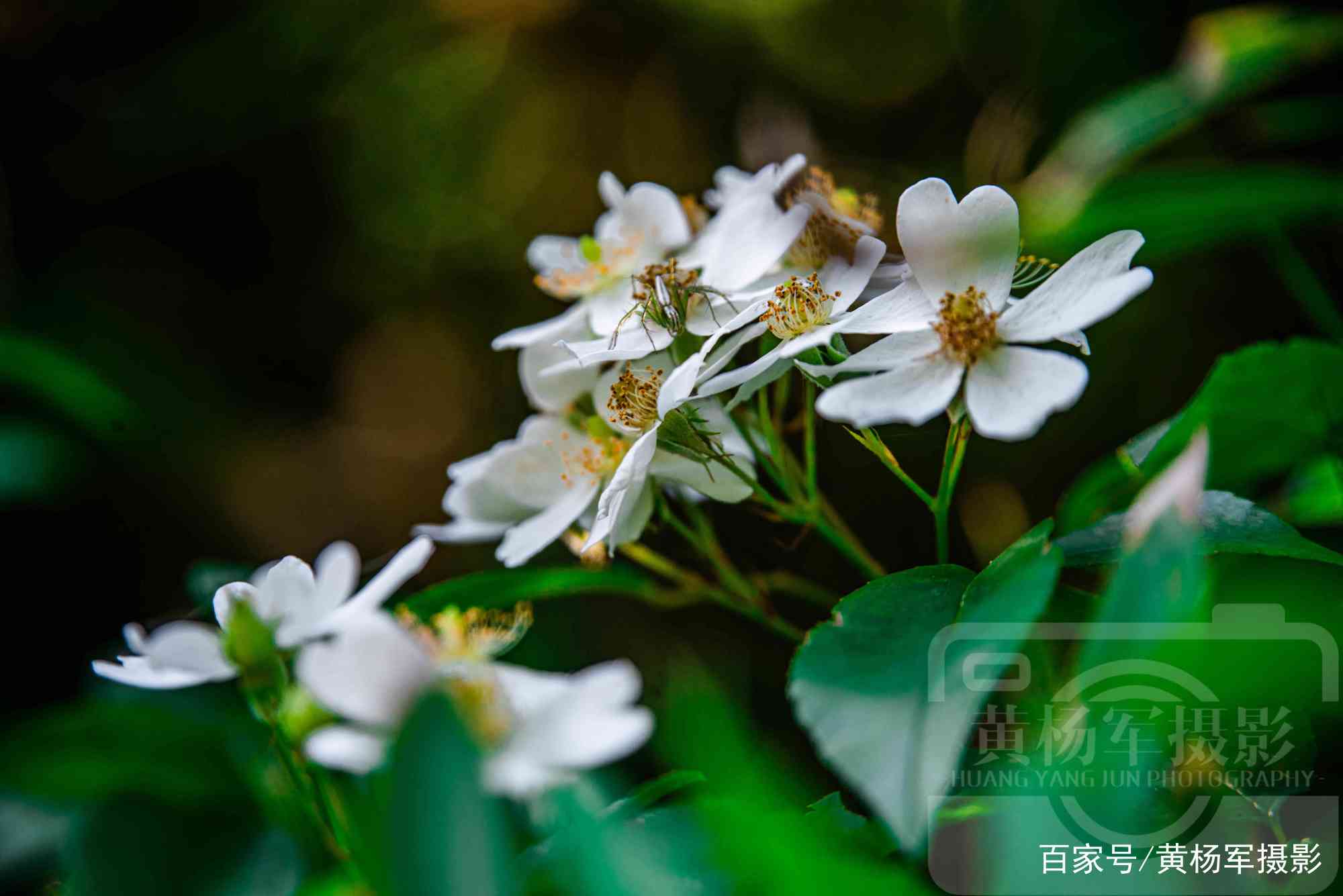 小果蔷薇花盛开的美丽，花繁叶绿，洁白芳香的娇艳花朵非常漂亮_百科TA说