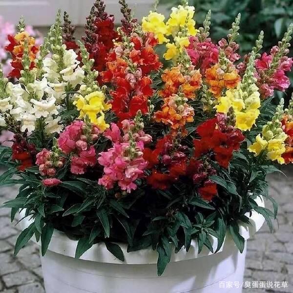 金鱼草 寓意美好 到处都是一串串的 金鱼花 美丽又吉祥 百科ta说