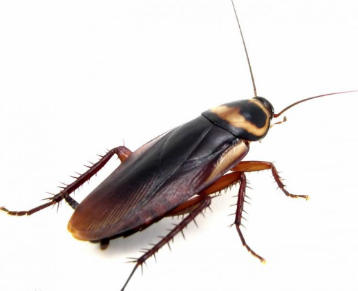  p data-id="gnx1wcxalg">甴曱(yóu yuē),也作曱甴,即蟑螂, a