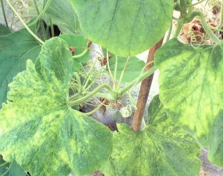 瓠瓜花叶病毒病