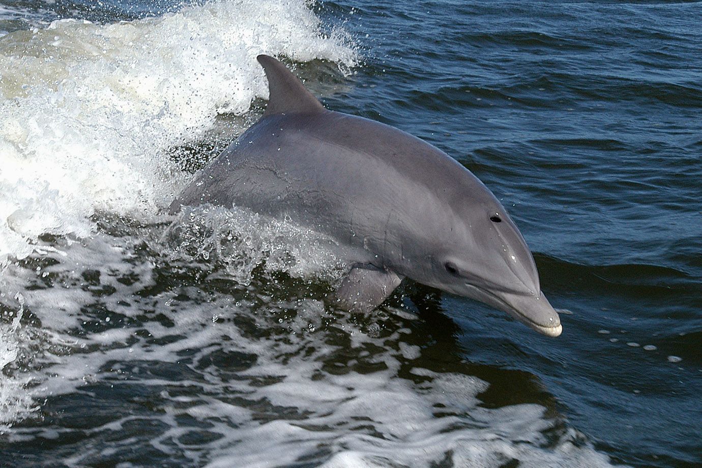  p>瓶鼻海豚(学名: i>tursiops truncatus /i>)是海豚科,宽吻海豚属
