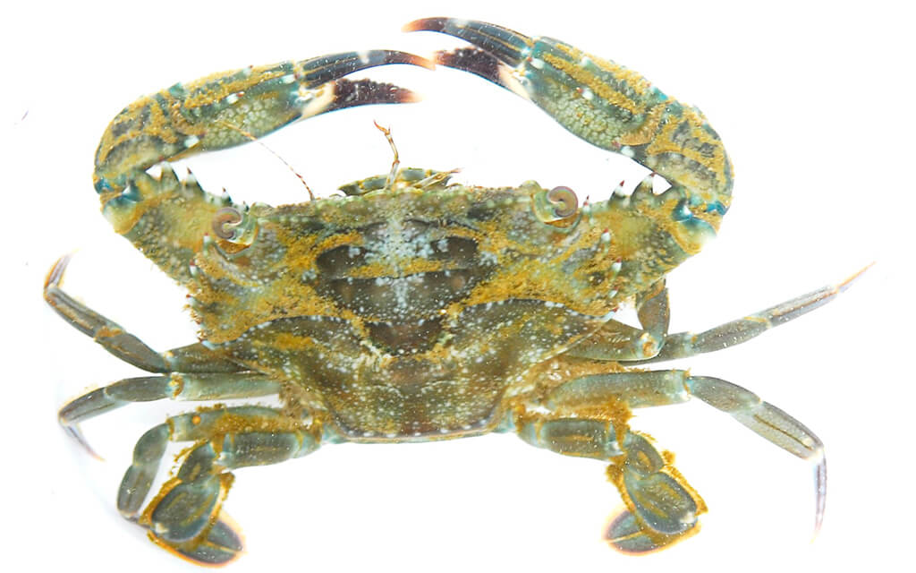 三线短浆蟹