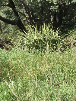 多须草_百度百科