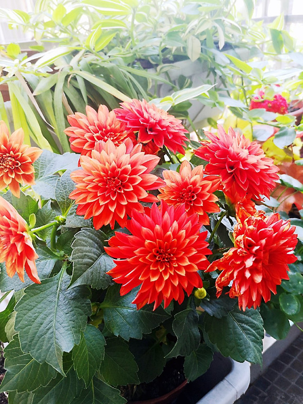 世界名花“小丽花”，花美若牡丹，春夏秋三季花开，还可盆栽观赏_百科TA说