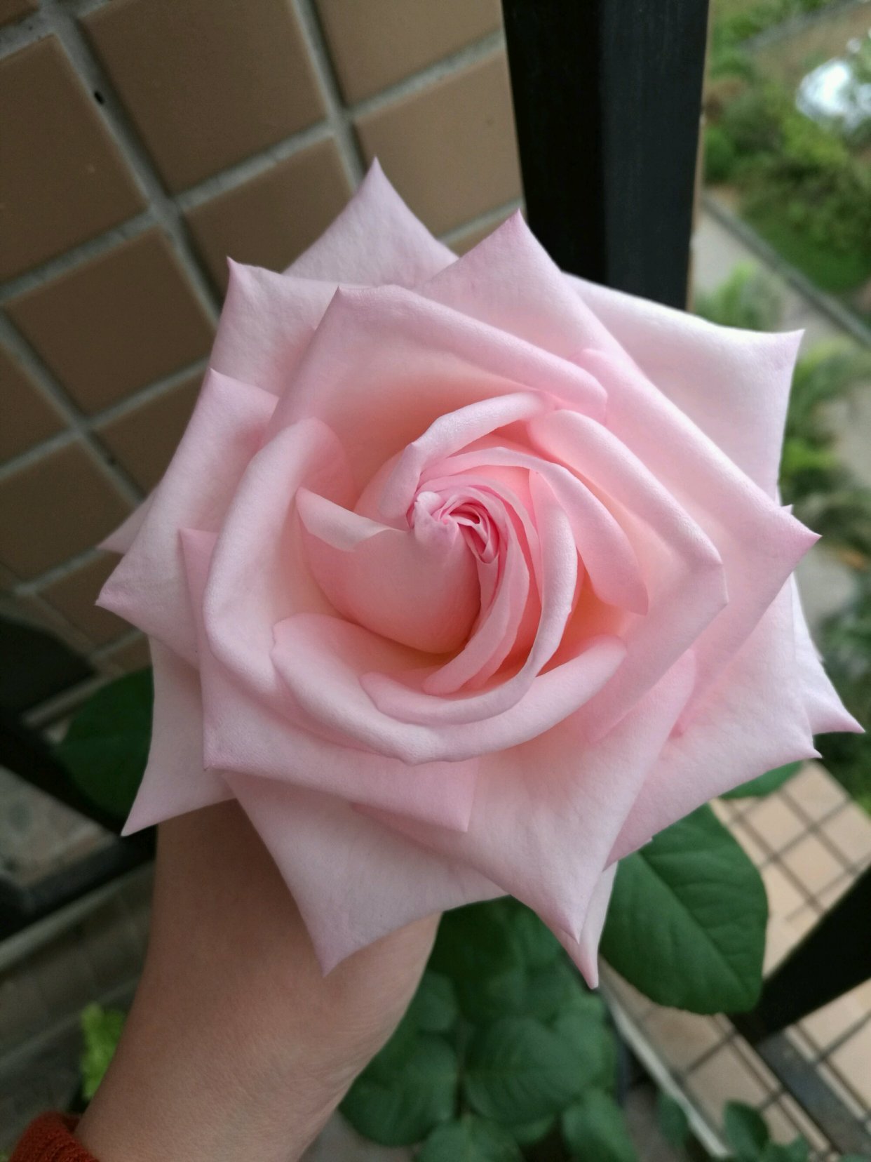又美又香的切花玫瑰—“粉荔枝”，是这个月季花品种，在家也能养_百科TA说