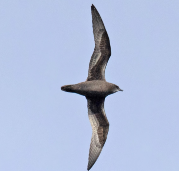  p>亨岛圆尾鹱(学名: i>pterodroma atrata /i>):鹱科,圆尾鹱属海洋