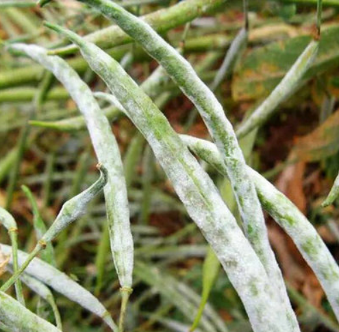油菜白粉病