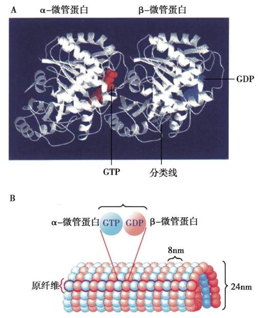 微管（具有极性的细胞骨架）_百度百科