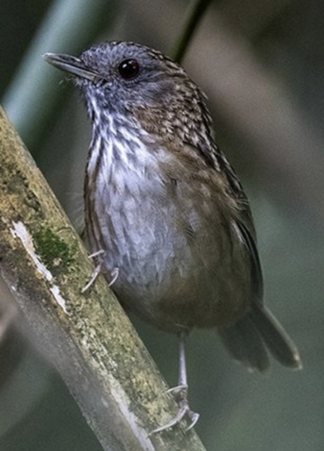  p>短尾鹪鹛(学名: i>napothera brevicaudata /i>)是画眉科,鹪鹛属