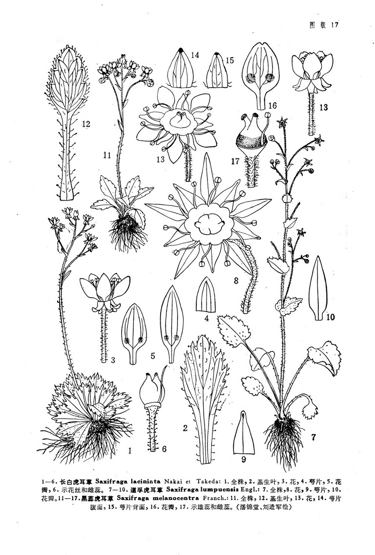  p>虎耳草(学名:saxifraga stolonifera curt.
