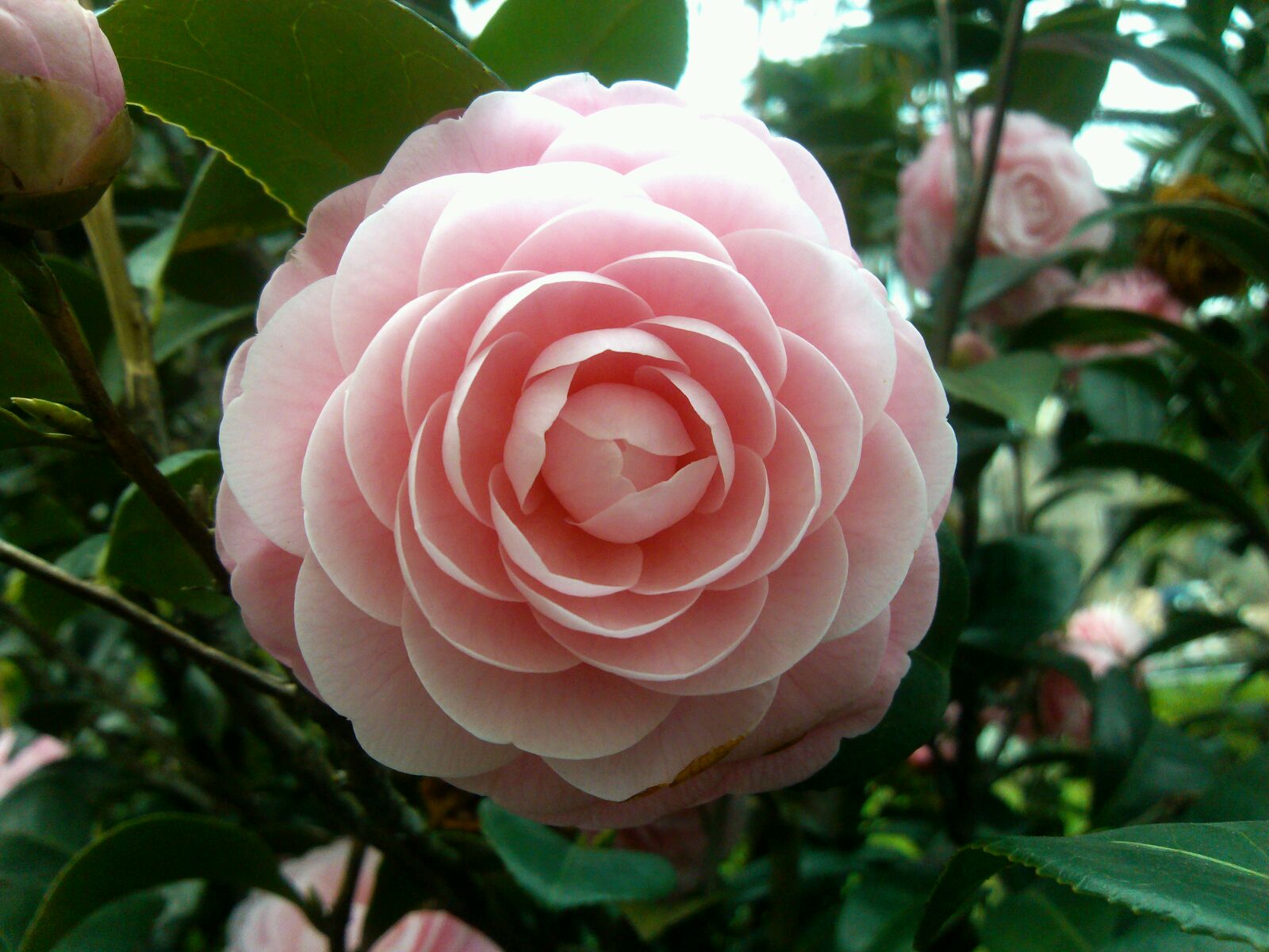 小桃红山茶花种源