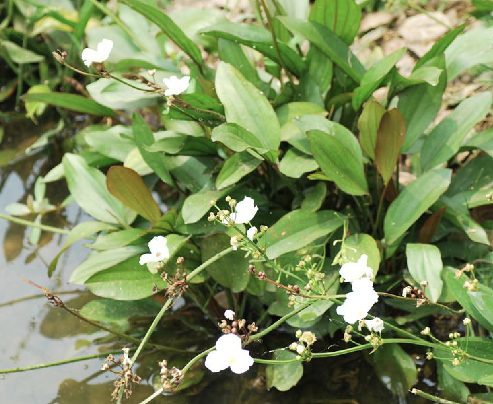 是泽泻科泽苔草属植物,多年生水生草本.