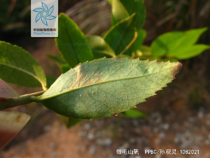  p>微毛山矾(学名: i>symplocos wikstroemiifolia /i> hayata)是 a