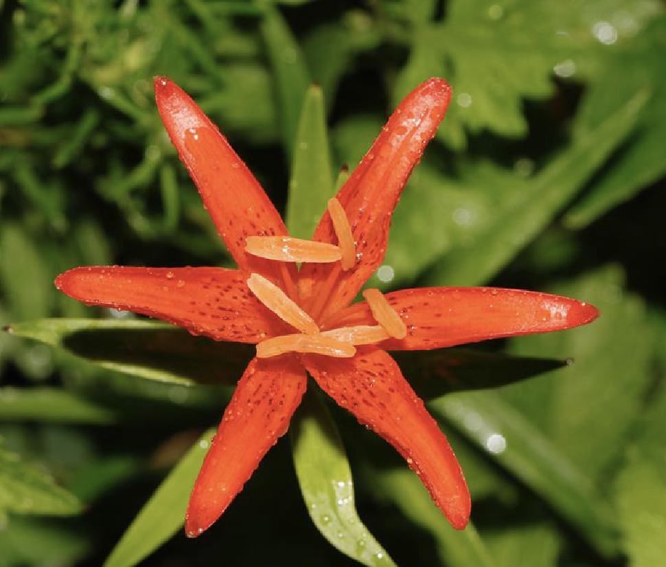 var.  i>pulchellum /i> (fisch.) regel)是百合科百合属渥丹的变 ..