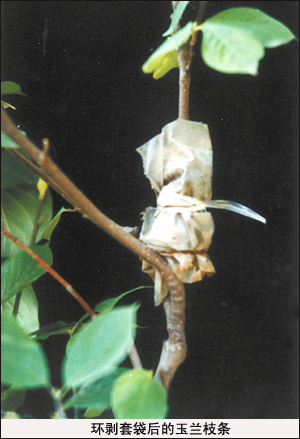 压条,中国压条,是 a target="_blank" href="/item/压条繁殖/8076670"