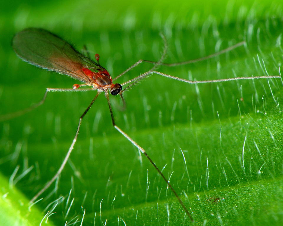  p>昆虫名,为双翅目,瘿蚊科.