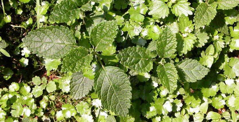 8074290" data-lemmaid="8074290">学名 /a>:vallisneria),所属植物界