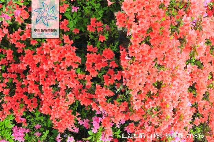  p>血红杜鹃(学名: i>rhododendron sanguineum /i> franch.