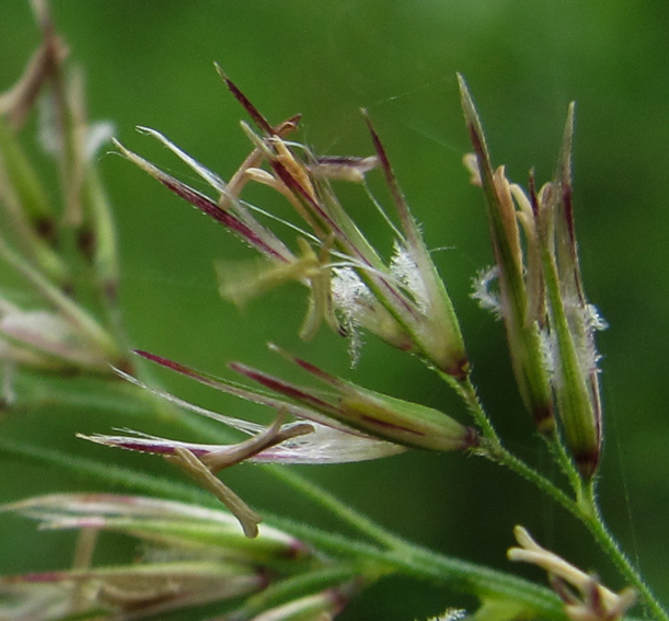 是禾本科,剪股颖属植物,多年生草本,具根状茎.