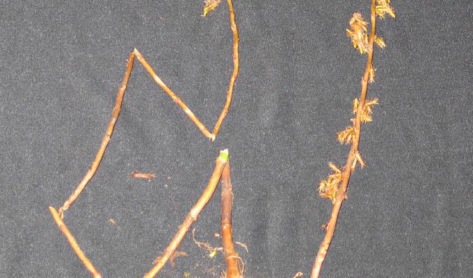  p>岩芋属( a target="_blank" href="/item/学名/8074290" data