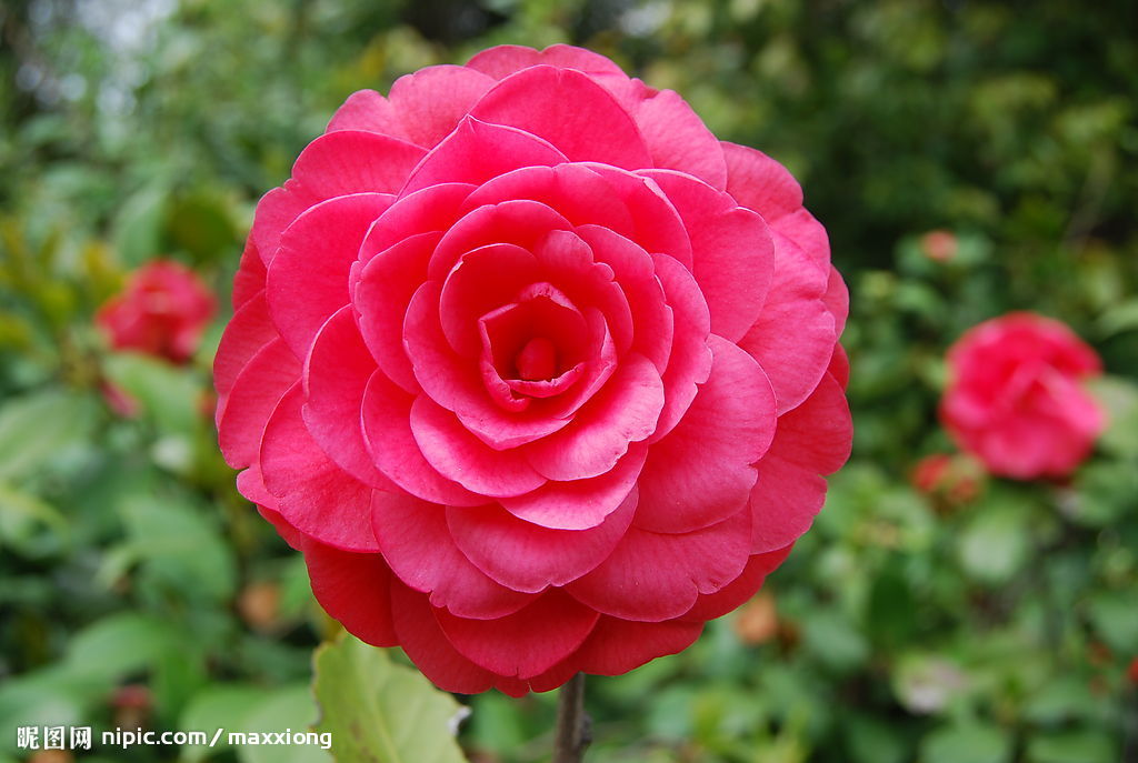  p>四大切花为月季,菊花,香石竹(即康乃馨),唐菖蒲(即剑兰).
