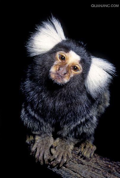  p>狨猴是体型较小的非人灵长类动物,源于巴西东北部,濒临大西洋的