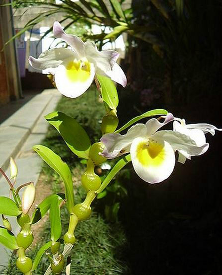  p>棒节石斛(学名: i>dendrobium findlayanum /i>  par. et rchb. f.