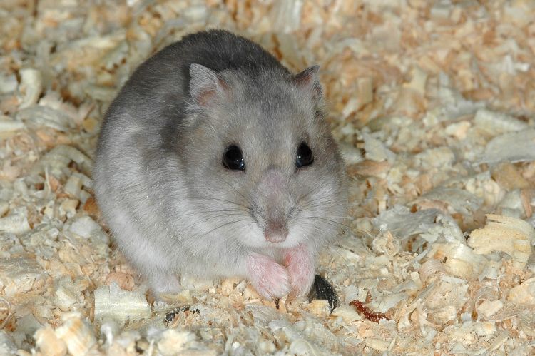 (学名: i>phodopus sungorus /i>)即黑线毛足鼠,仓鼠亚科中的小型种类