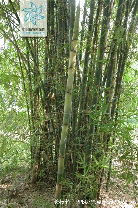  p>秆高10-20m,径5-12㎝,节间长25-50㎝,幼时密被白粉,无毛.