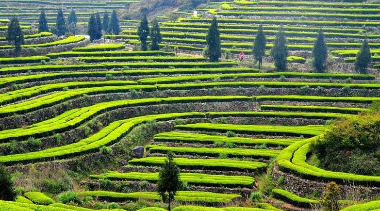 大坪生态观光茶园