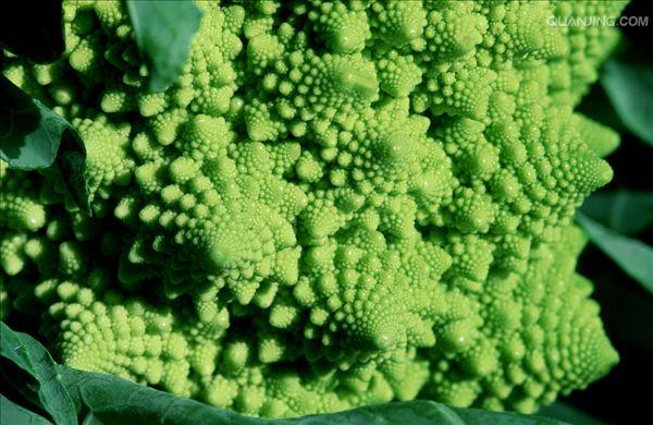  p>花椰菜,又称花菜,菜花或椰菜花,花椰菜为 a target="_blank" href=